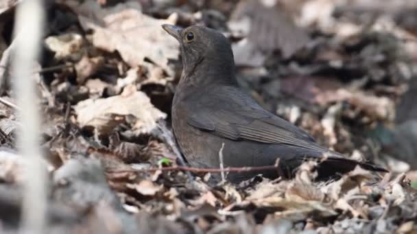 ソンバード トゥルクス メルラ ユーラシア人または一般的な黒鳥の女性は森の乾燥した葉の食べ物を捜しています — ストック動画