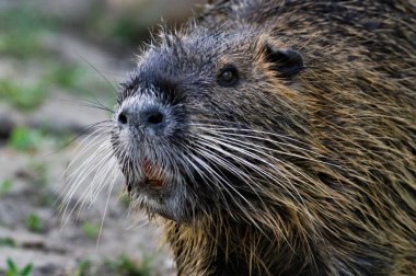 Miyocastor coypus namı diğer nutria veya bataklık faresi. Yakın plan kafa portresi. Prag 'daki Vltava Nehri' nde istilacı kemirgen. Çek Cumhuriyeti.