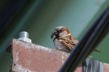 Yoldan geçen evcil hayvan namı diğer ev serçesi yerleşim alanındaki yaşam alanında. İnsanların yanında yuva yapmak. Yeni doğanları beslemek. Çek Cumhuriyeti 'nde yaygın bir kuş.