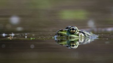Pelophylax ridibundus aka European marsh frog on the surface of the lake.  clipart