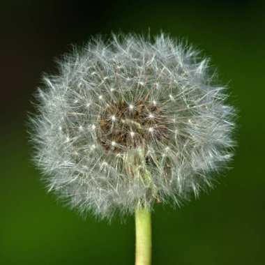 Şişirilmiş Taraxacum officinale bitkisi. İlkbaharda bir sürü tohum.