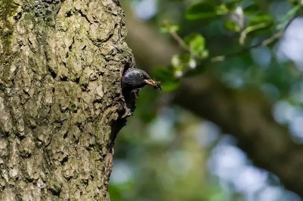 Sturnus vulgaris nam-ı diğer Avrupa sığırcık kuşu ve yuvası eski ağaçkakan deliğinde. Yeni doğanları besliyor.
