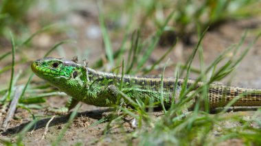 Lacerta agilis aka Sand lizard male is resting on sunny spot. Shed old skin. Most common reptile in Czech republic. clipart