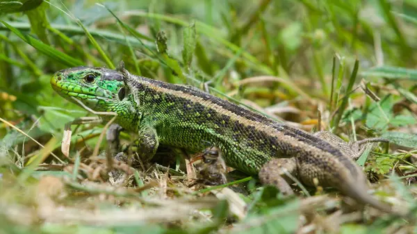 Lacerta agilis nam-ı diğer Kum Kertenkelesi erkeği güneşli bir noktada dinleniyor. Eski deriyi dök. Çek Cumhuriyeti 'nde en yaygın sürüngen..
