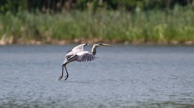 Ardea cinerea namı diğer Grey Heron. Çek Cumhuriyeti 'nde göletin üzerinde dev bir kuş uçuyor. Zarif konum.