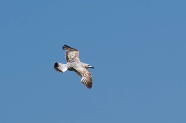 Larus Cachinnans namı diğer Caspian Martı göletin üzerinde uçuyor. Mavi gökyüzünde ıssız.