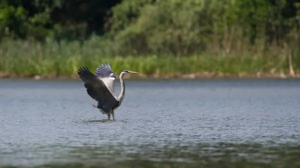 Ardea cinerea namı diğer Grey Heron. Çek Cumhuriyeti 'nde göletin üzerinde dev bir kuş uçuyor. Zarif konum.