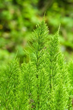 Equisetum arvense namı diğer at kuyruğu. Tarih öncesi tıbbi bitki..