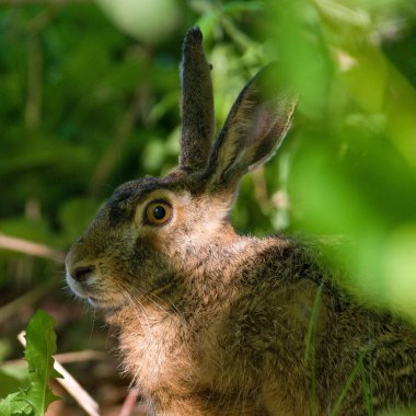 Avrupa Kahverengi Tavşanı lakabı Lepus europaeus. Yakın plan portre. Gölgede saklı..
