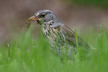 Turdus Pilaris Kuşu, diğer adıyla Fieldfare, çimlerde yiyecek arıyor. Gaga dolusu solucan..