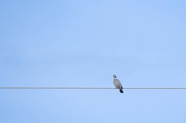 Columba Palumbus namı diğer Yaygın Orman Güvercini elektrik telinin üzerine tünemiş. Minimalist fotoğraf. Mavi gökyüzü arkaplanında izole.