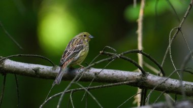 Emberiza citrinella aka Yellowhammer perched on the tree in dark forest. Springtime evening. clipart
