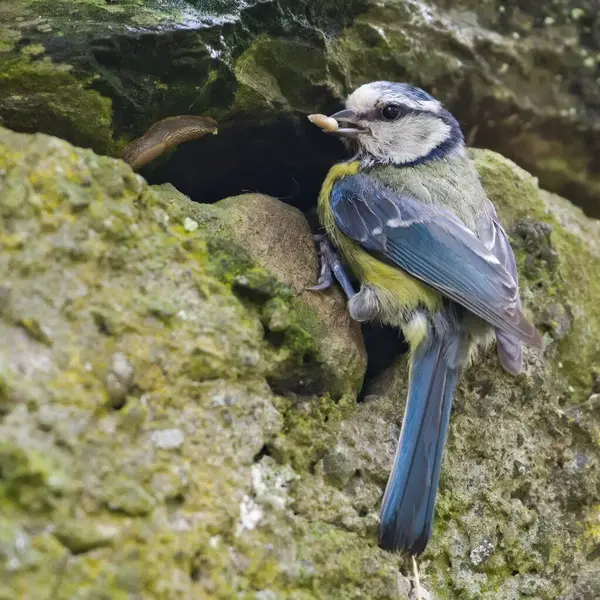 Cyanistes caeruleus aka Blue tit is feeding babies in her nest hidden in stone wall. Very common european bird in Czech republic.