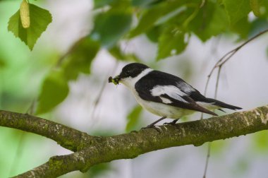 Ficedula albicollis namı diğer Yakalı Sinek Yakalı erkek ağaç dalına tünemiş. Bebekleri beslemek. Gagasında böcek var.