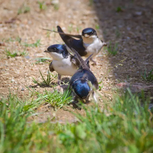 Delichon urbicum diğer adıyla Western veya Common House Martin. Yuva yapmak için çamur topluyorum. Sık sık yerleşim bölgelerinde yuva yapan yaygın kuşlar.