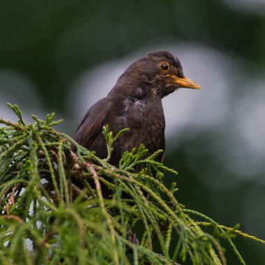 Avrasya karatavuğu namı diğer Karatavuk ya da Turdus merula 'nın yakın plan portresi. Ağacın tepesindeki erkek kuş..