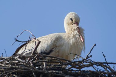 Ciconia ciconia aka White Stork is sitting in her nest located on electric pole. clipart