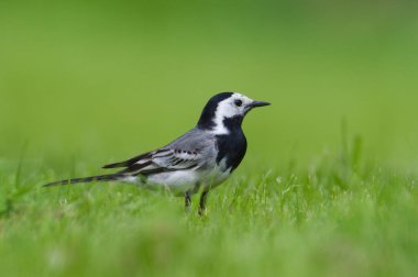 Motacilla alba nam-ı diğer Beyaz Kuyruk çimenlerde böcek avlıyor. Yakın plan portre.