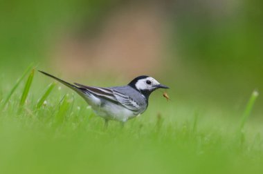 Motacilla alba nam-ı diğer Beyaz Kuyruk çimenlerde böcek avlıyor. Yakın plan portre.