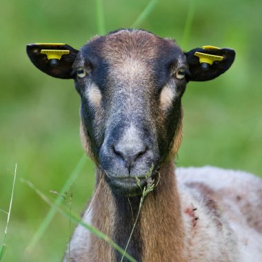 Domestic sheep close-up portrait on the pasture. Livestock on small farm in Czech republic countryside. Funny animal photo. clipart