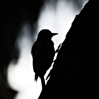 Dendrocopos Major 'un silueti nam-ı diğer Büyük Benekli Ağaçkakan' ın genç kuşu. Ormanda yiyecek ararken. Işığa karşı ateş ediyorlar..