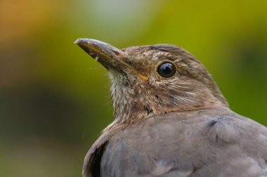 Turdus merula nam-ı diğer Avrasyalı veya Karatavuk kadın yakın plan kafa portresi.