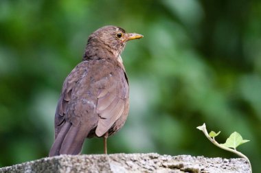 Turdus merula diğer adıyla Avrasyalı ya da Karatavuk kadın yakın plan portresi. Çek Cumhuriyeti 'nde yaygın bir kuş.