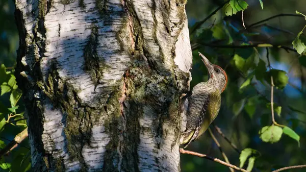 Kuş Picus Viridis nam-ı diğer Avrupalı yeşil ağaçkakan huş ağacına tırmanıyor..