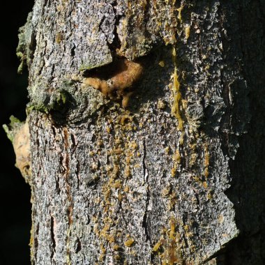 Ağaç gövdesi ağaç reçinesiyle kaplı.