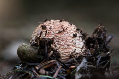 Amanita rubescens namı diğer Utangaç Mantar. Çek Cumhuriyeti 'nde çok popüler ve lezzetli bir mantar. Genç mantarlar ormanda büyüyor..