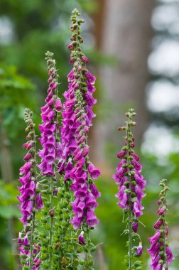 Digitalis purpurea namı diğer şeker dağ yüksüğü. Güzel pembe, zehirli, çok yüksek yaban hayatı çiçeği. Çek Cumhuriyeti doğası. 