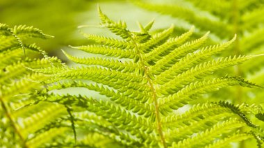 Polypodiopsida namı diğer eğreltiotu. Çek Cumhuriyeti 'ndeki ormandaki yaygın bitki. Güneşe karşı atış.