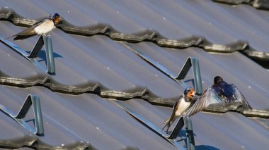 Hirundo rustica namı diğer ahır kırlangıcı elektrik teline tünemiş ve bebekleri besliyor.. 
