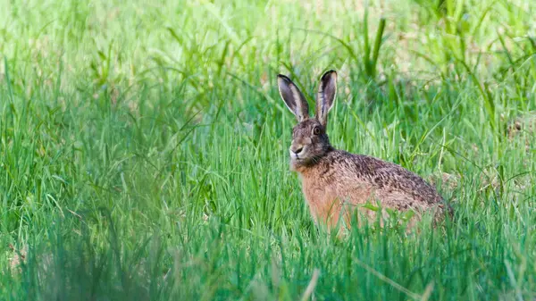 Avrupa Kahverengi Tavşanı nam-ı diğer Lepus Avrupaeus tarlada güneşli bir noktada dinleniyor..