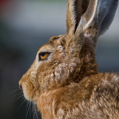 Avrupa Kahverengi Tavşanı lakabı Lepus europaeus. Güneşin üzerinde dinleniyor ve uyuyor. Çok uykulu görünüyor..