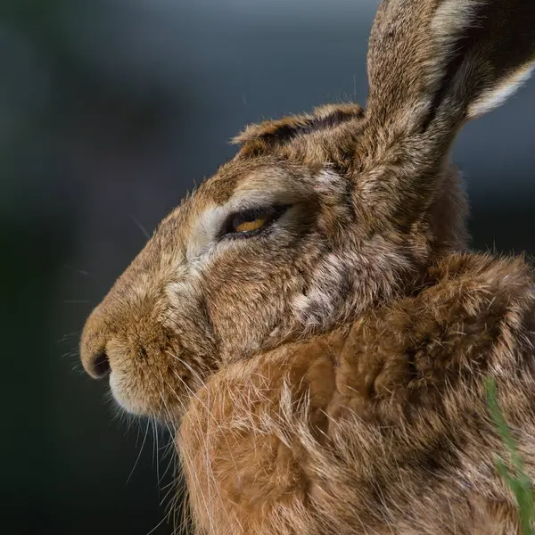 Avrupa Kahverengi Tavşanı lakabı Lepus europaeus. Güneşin üzerinde dinleniyor ve uyuyor. Çok uykulu görünüyor..
