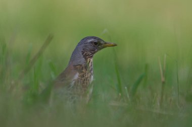Turdus Pilaris Kuşu, diğer adıyla Fieldfare, çimlerde yiyecek arıyor. Yeşil arkaplanda izole.