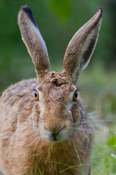 Avrupa Kahverengi Tavşanı lakabı Lepus europaeus. Yakın plan, detaylı portre. Göz teması.
