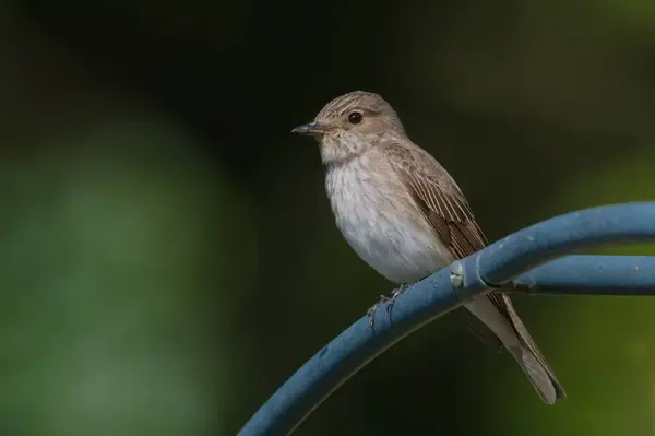 stock image Muscicapa striata aka Spotted flycatcher perched on the garden. 