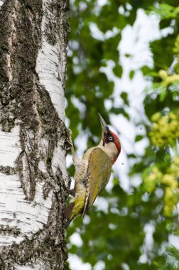 Kuş Picus Viridis nam-ı diğer Avrupalı yeşil ağaçkakan huş ağacına tırmanıyor..