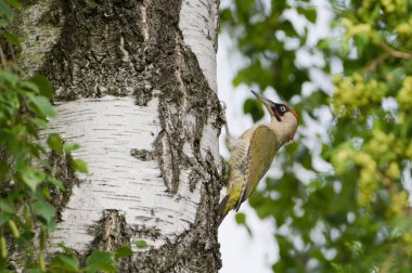 Kuş Picus Viridis nam-ı diğer Avrupalı yeşil ağaçkakan huş ağacına tırmanıyor..