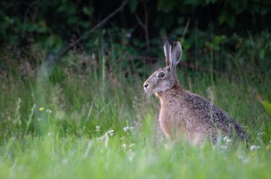 Avrupa Kahverengi Tavşanı namı diğer Lepus europaeus sahada.