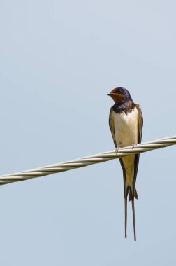 Hirundo rustica namı diğer ahır kırlangıcı elektrik teline tünemiş. Mavi arkaplanda izole.