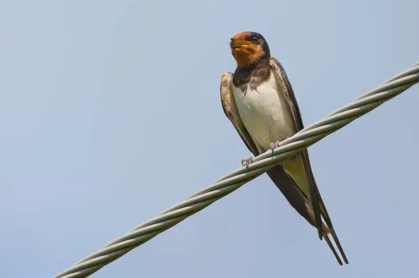 stock image Hirundo rustica aka Barn swallow perched on electric wire. Isolated on blue background.