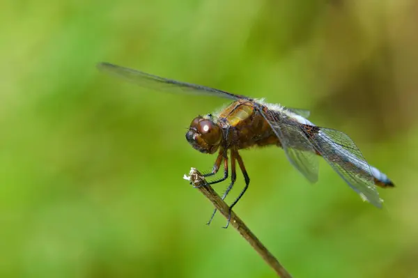 stock image Libellula depressa dragonfly aka Broad-bodied Chaser is sitting on the grass straw. Isolated on blurred background. Pond in Czech republic.