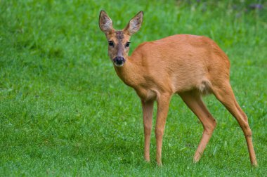 Capreolus capreolus Avrupa yumurtası bir tarlada geyik dişi. Göz teması.
