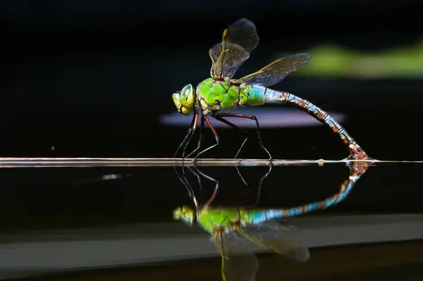 stock image Dragonfly aeshna mixta aka migrant hawker dragonfly is laying eggs in water. Nice reflection on water surface.