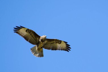 Yırtıcı kuş Buteo buteo namı diğer şahin tarlanın üzerinde uçuyor ve avlanıyor. Çek Cumhuriyeti 'nde çok yaygın bir yırtıcı kuş..