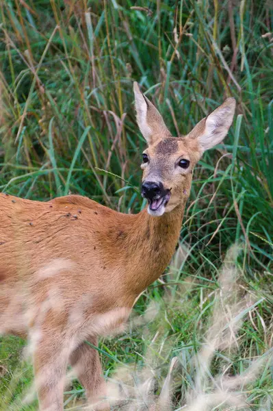 Capreolus capreolus european yumurta geyiği bir tarlada gülümsüyor. Göz teması. Komik hayvan fotoğrafı..