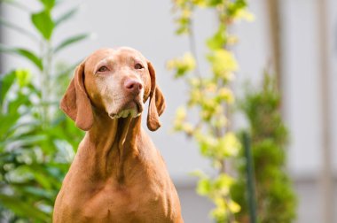 Vizsla 'nın Portresi, nam-ı diğer Macar Kısa Saçlı Sivri Köpek.